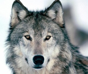greywolf (1)